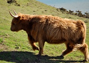 11th Apr 2012 - Highland bull 