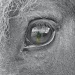 The eye by peterdegraaff