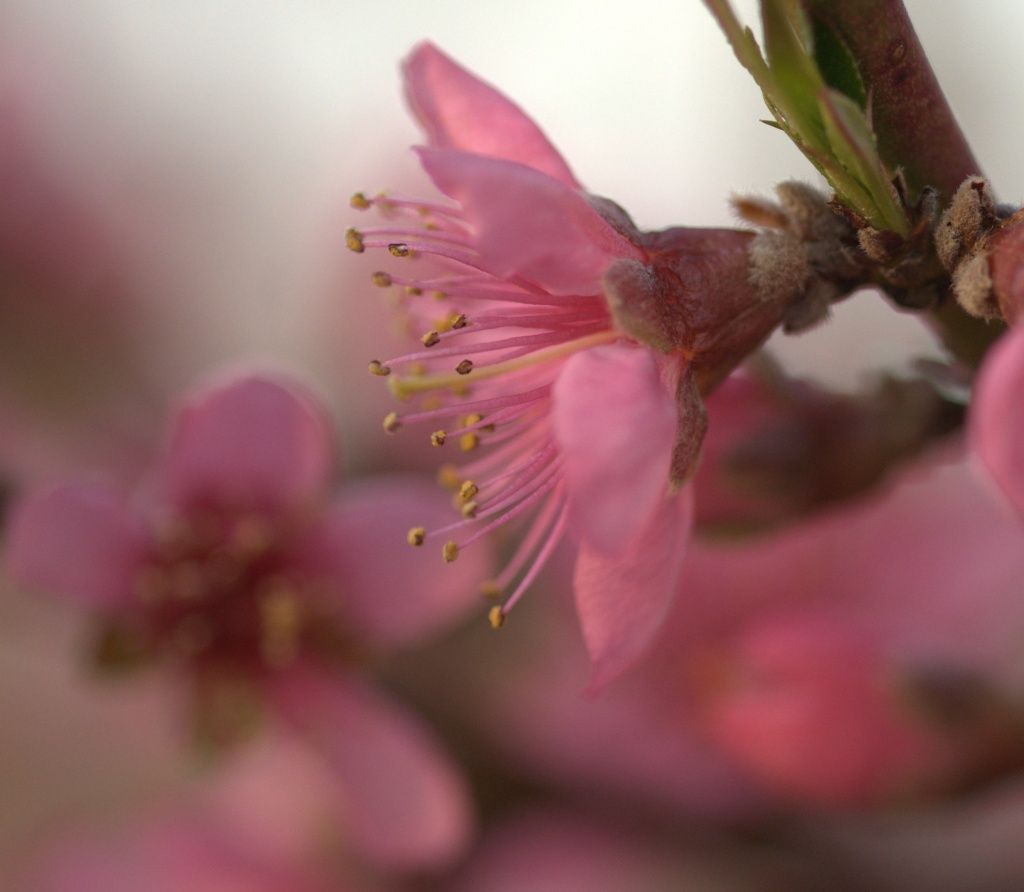 Peach Blossom by jayberg