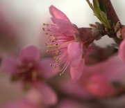 19th Apr 2012 - Peach Blossom