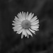 Daisy Chain ll by wenbow