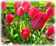 18th Apr 2012 - Basic Pink Tulips