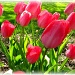 Basic Pink Tulips by myhrhelper