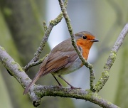 19th Apr 2012 - Mr Robin watching over his brood