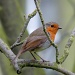 Mr Robin watching over his brood by rosiekind