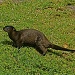 Like a River Otter Out of Water by rob257