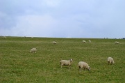 19th Apr 2012 - Sheep