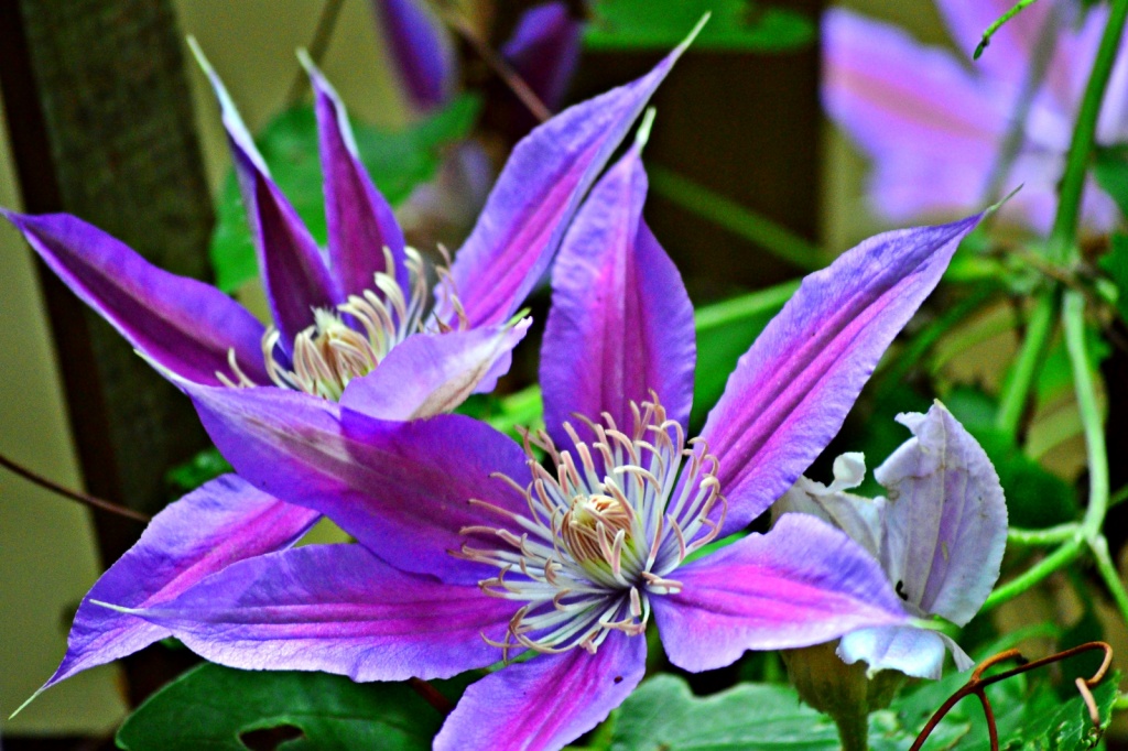 Clematis  by soboy5