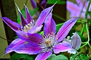 19th Apr 2012 - Clematis 