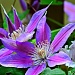 Clematis  by soboy5