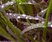 19th Apr 2012 - Curved Raindrops