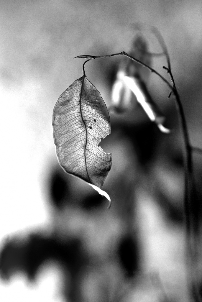 (Day 59) - Freaky Leaf by cjphoto