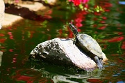 19th Apr 2012 - Turtle