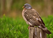 19th Apr 2012 - Puffed up Pigeon