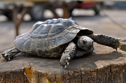18th Apr 2012 - Day 23 Found a turtle 