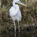 Great White Heron by twofunlabs