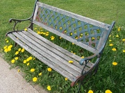 19th Apr 2012 - Dandelion Bench