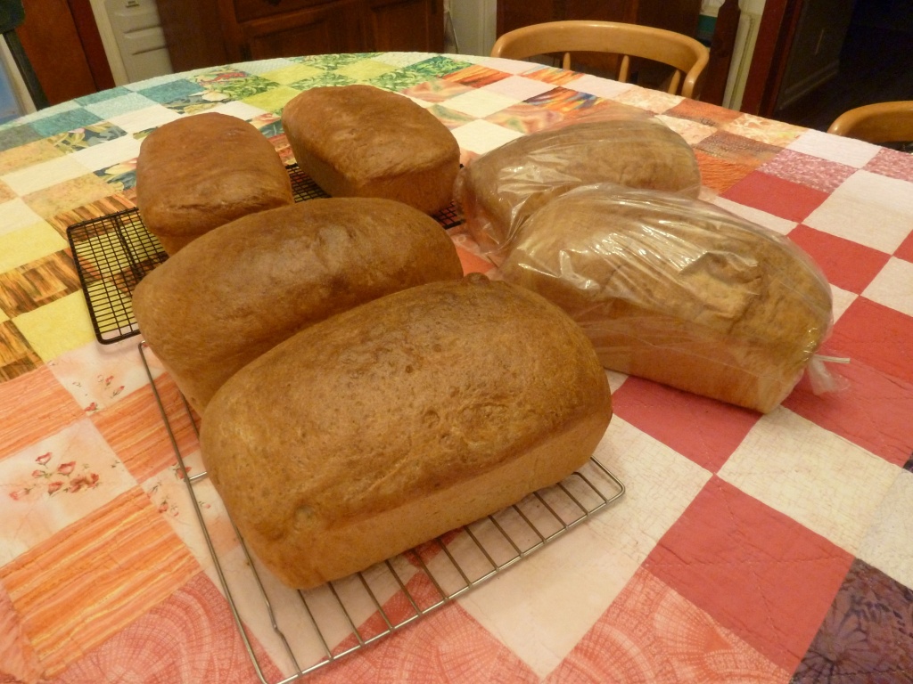 Whole Wheat Loaves by margonaut