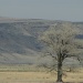 Ghost Tree in the Desert by alophoto