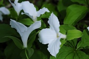 15th Apr 2012 - Great White Trillium