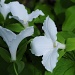 Great White Trillium by lstasel