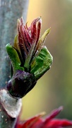 20th Apr 2012 - Tiny New Growth