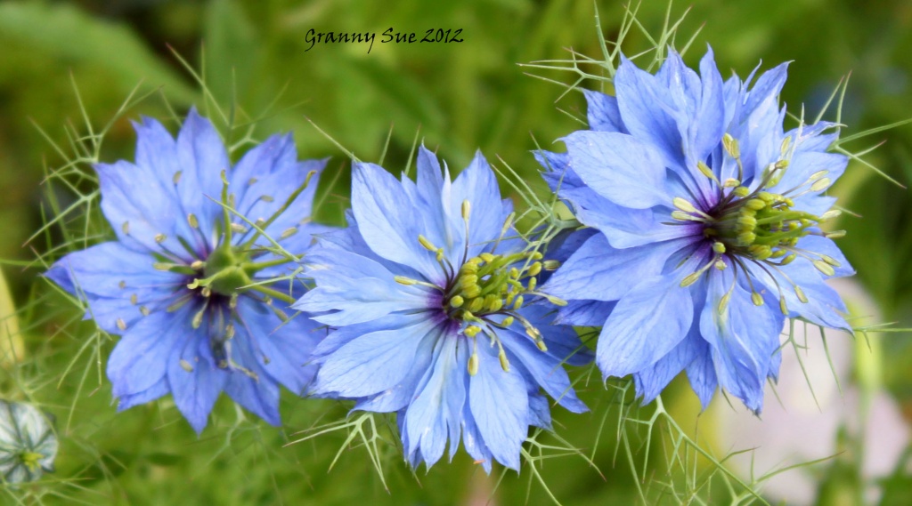 Pastel Blue Flowers by grannysue