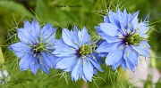 19th Apr 2012 - Pastel Blue Flowers