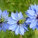 Pastel Blue Flowers by grannysue