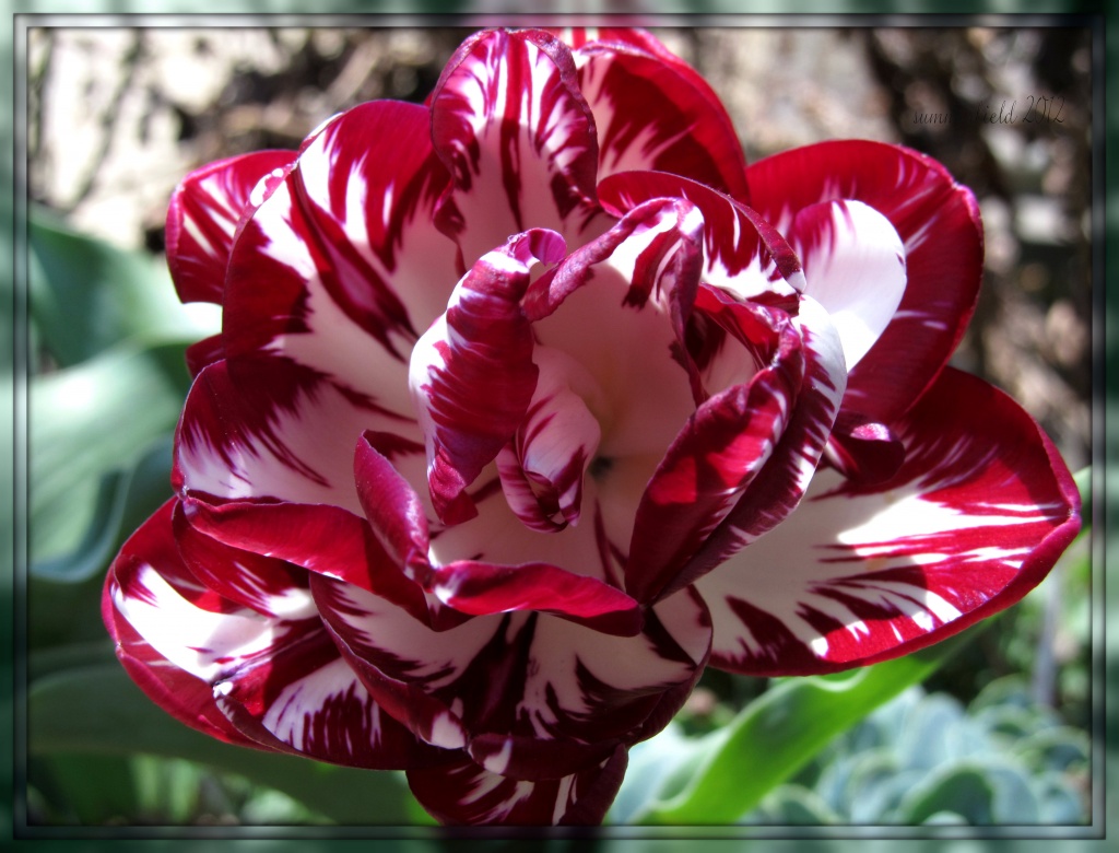 tulip by summerfield