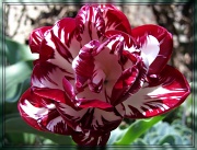 19th Apr 2012 - tulip