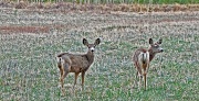 19th Apr 2012 - processed deer