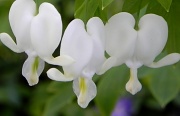 19th Apr 2012 - Bleeding Heart