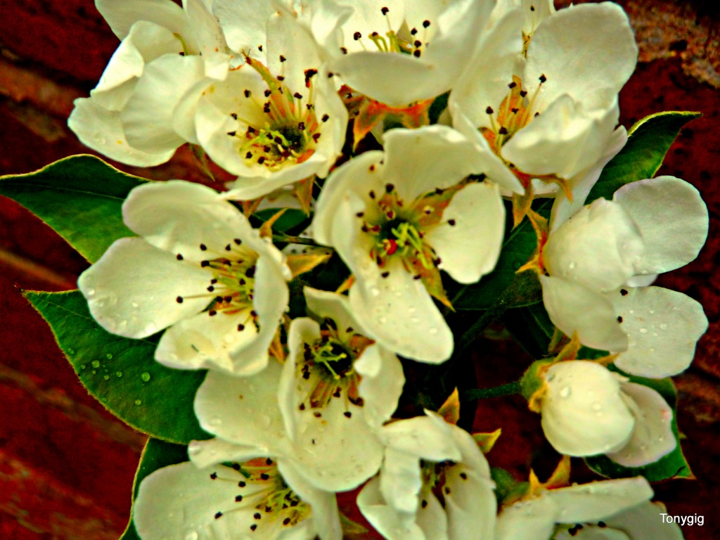 Pear Blossom  by tonygig