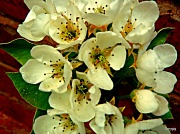 20th Apr 2012 - Pear Blossom 