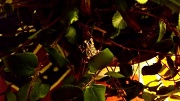 21st Apr 2012 - My wee tiny frog, just waiting to jump