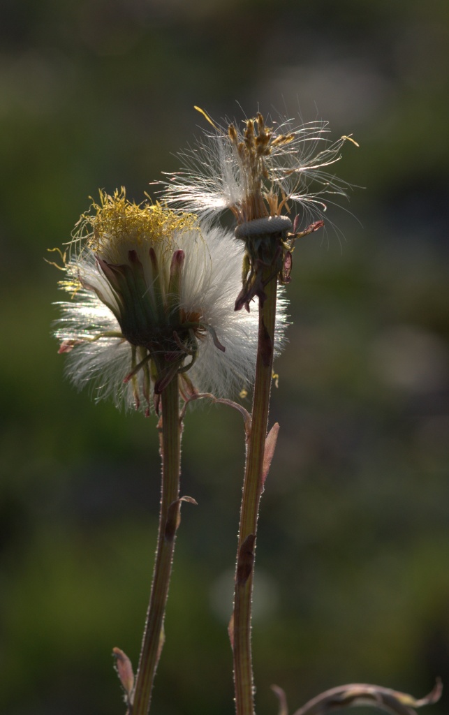 Coltsfoot  by jayberg