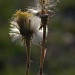 Coltsfoot  by jayberg