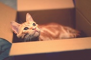 19th Apr 2012 - Simba likes... boxes.