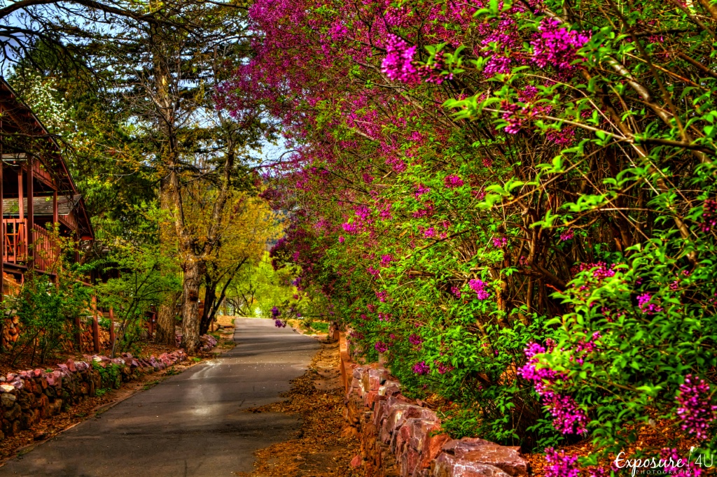 Lilac Lane by exposure4u