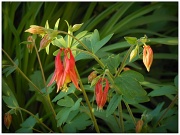 20th Apr 2012 - Red Columbines
