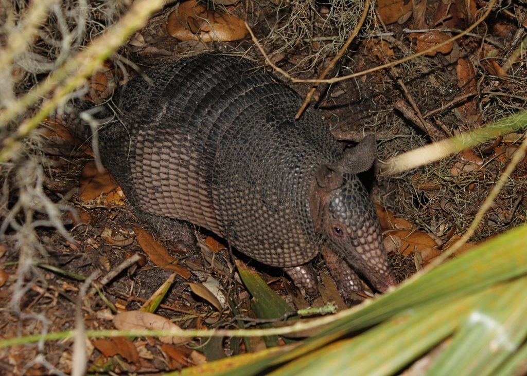 My First Armadillo by rob257