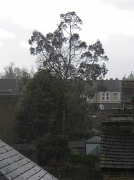 19th Apr 2012 - Rain