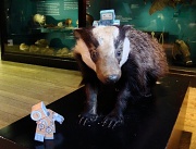 20th Apr 2012 - Badger Badger Badger