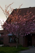 17th Apr 2012 - Pink Blossom