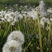 Dandilion paradise by mittens