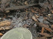 20th Apr 2012 - Very Tiny