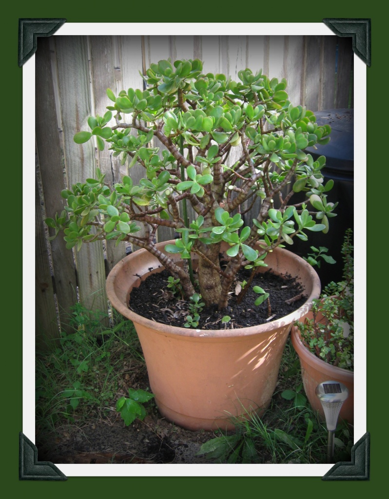 Jade Repotted! by mozette