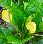 12th Apr 2012 - Skunk Cabbage