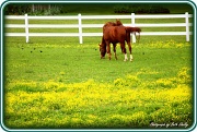 18th Apr 2012 - Horses 